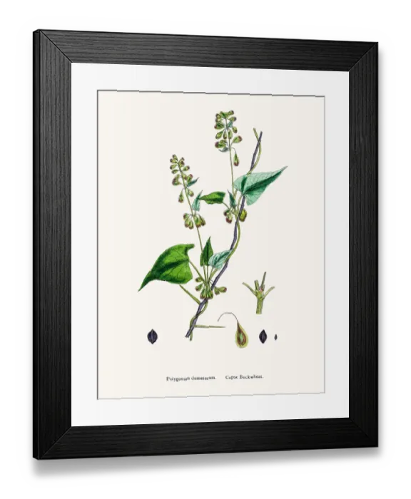 Framed Print : Knotgrass used to treat urinary infections Framed Print : Knotgrass used to treat urinary infections