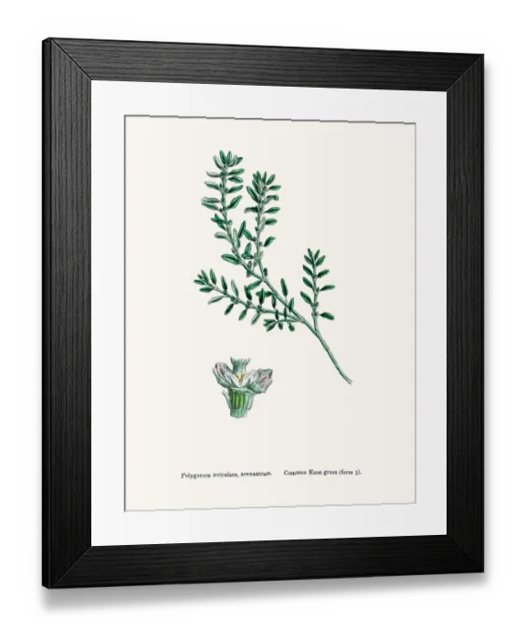 Framed Print : Knotgrass used to treat urinary infections Framed Print : Knotgrass used to treat urinary infections