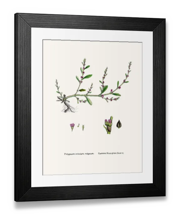 Framed Print : Knotgrass used to treat urinary infections Framed Print : Knotgrass used to treat urinary infections