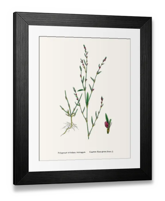 Framed Print : Knotgrass used to treat urinary infections Framed Print : Knotgrass used to treat urinary infections