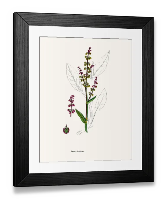 Framed Print : Sorrel. Digitally restored image of an original antique illustration by