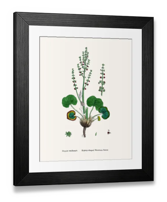 Framed Print : Sorrel. Digitally restored image of an original antique illustration by