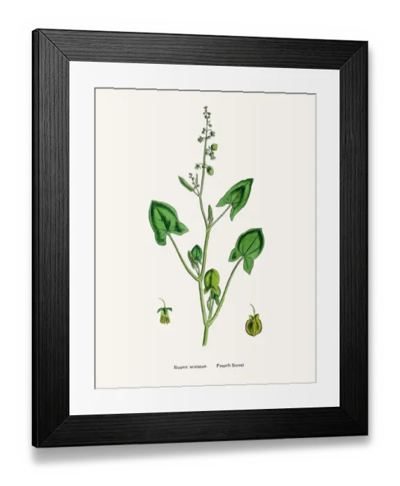 Framed Print : Sorrel. Digitally restored image of an original antique illustration by