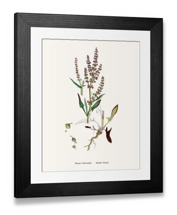 Framed Print : Sorrel. Digitally restored image of an original antique illustration by