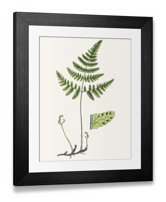 Framed Print : Beech fern Framed Print : Beech fern