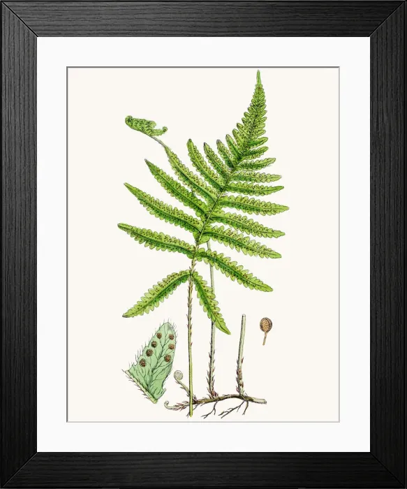 Framed Print : Long beechfern Framed Print : Long beechfern