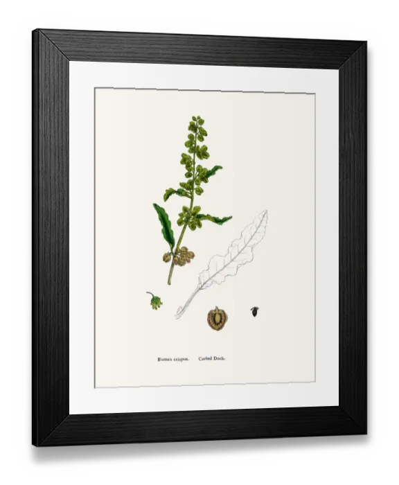 Framed Print : Curled Dock source of vitamins and iron Framed Print : Curled Dock source of vitamins and iron