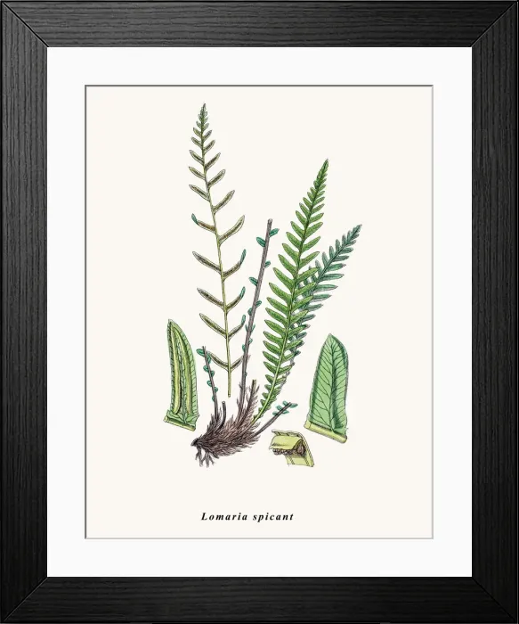 Framed Print : Hard fern. Photographic image of an original antique illustration by Sowerby Framed Print : Hard fern. Photographic image of an original antique illustration by Sowerby