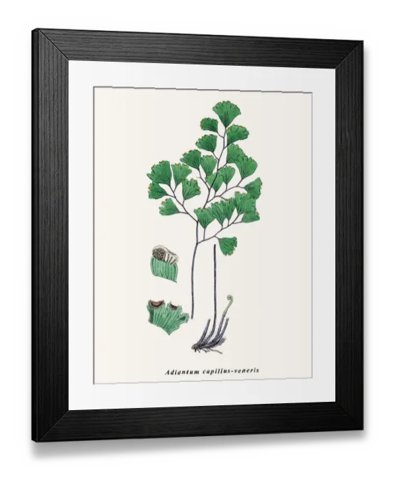 Framed Print : Maiden hair fern Framed Print : Maiden hair fern