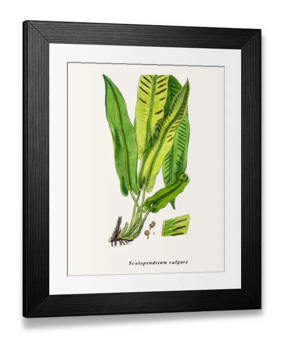 Framed Print : Harts tongue fern