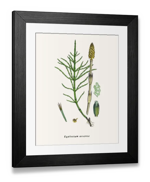 Framed Print : Horsetail plant