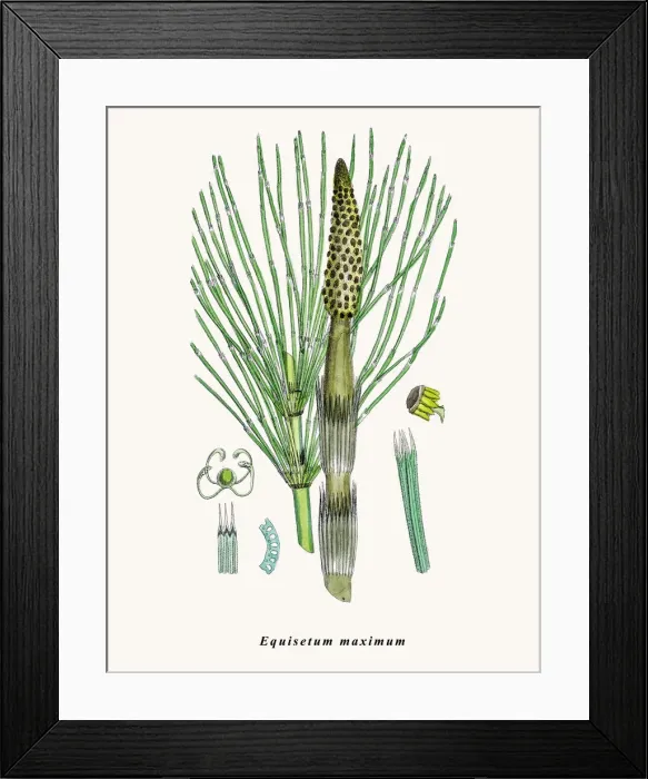 Framed Print : Horsetail plant Framed Print : Horsetail plant