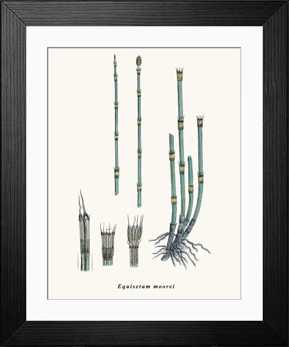 Framed Print : Horsetail plant Framed Print : Horsetail plant