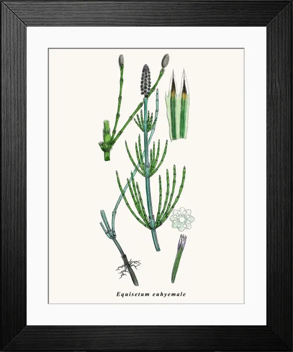 Framed Print : Horsetail plant Framed Print : Horsetail plant