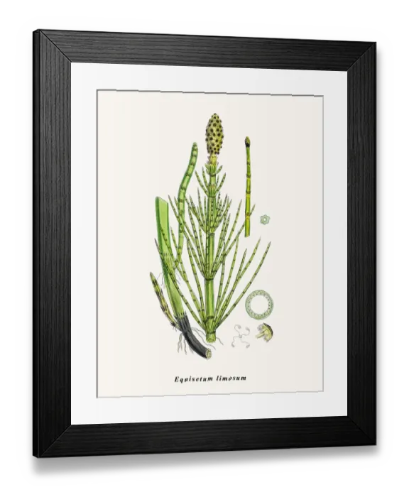 Framed Print : Horsetail plant Framed Print : Horsetail plant