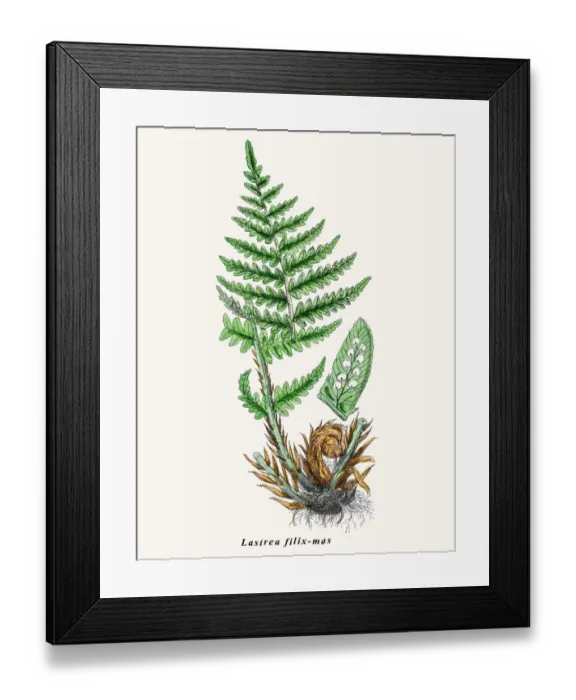 Framed Print : Lastrea filix-mas Framed Print : Lastrea filix-mas