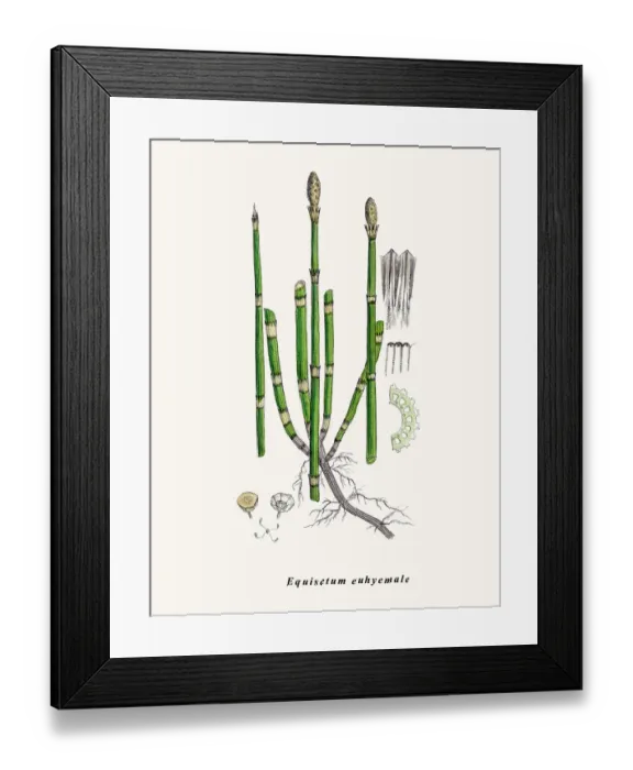 Framed Print : Horsetail plant Framed Print : Horsetail plant