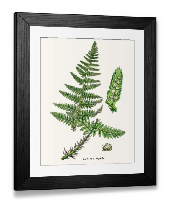 Framed Print : Lastrea rigida