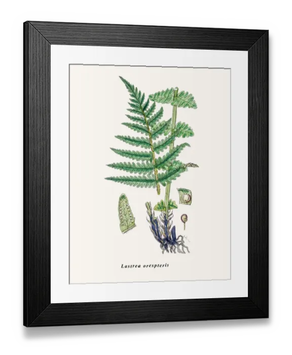 Framed Print : Lastrea orespteris Framed Print : Lastrea orespteris