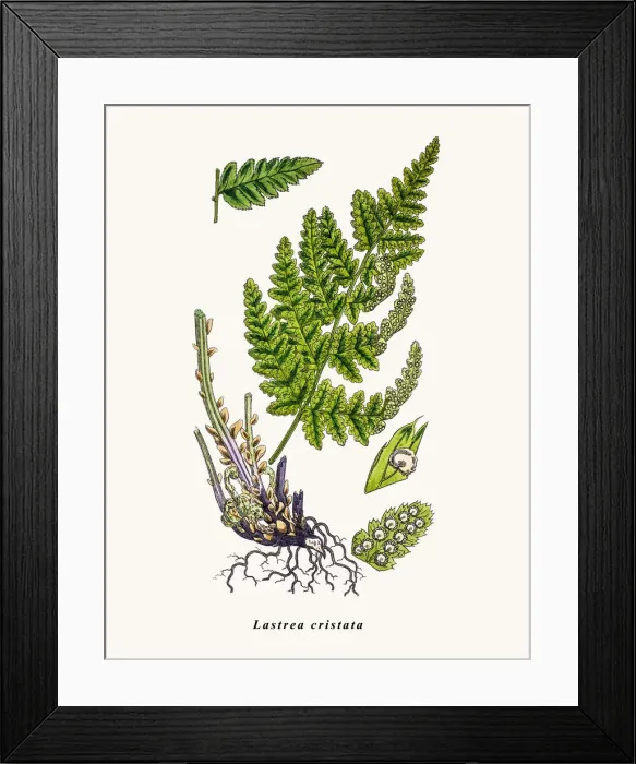 Framed Print : Lastrea cristata fern