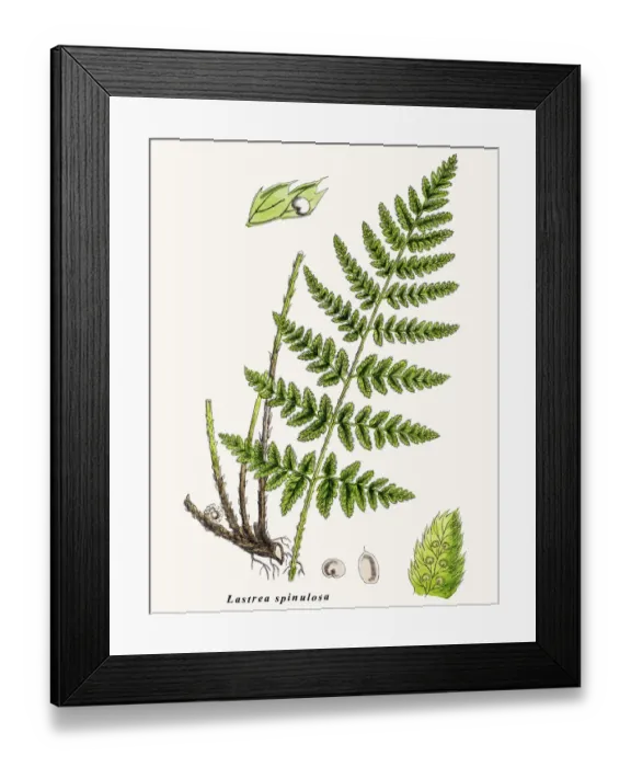 Framed Print : Lastrea spinulosa fern