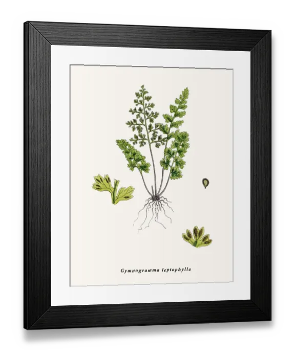 Framed Print : Fern. Gymnogramma leptophylla. Photographic image of an original antique Framed Print : Fern. Gymnogramma leptophylla. Photographic image of an original antique