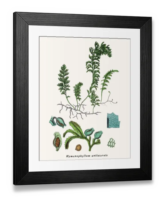 Framed Print : Filmy fern Framed Print : Filmy fern