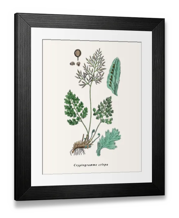 Framed Print : Parsley fern Framed Print : Parsley fern