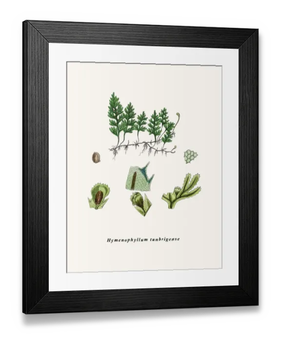 Framed Print : Tunbridge filmy fern Framed Print : Tunbridge filmy fern