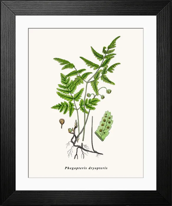 Framed Print : Oakfern. Phegopteris dryopteris. Photographic image of an original antique Framed Print : Oakfern. Phegopteris dryopteris. Photographic image of an original antique
