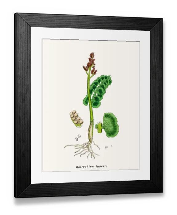 Framed Print : Moonwort fern plant Framed Print : Moonwort fern plant