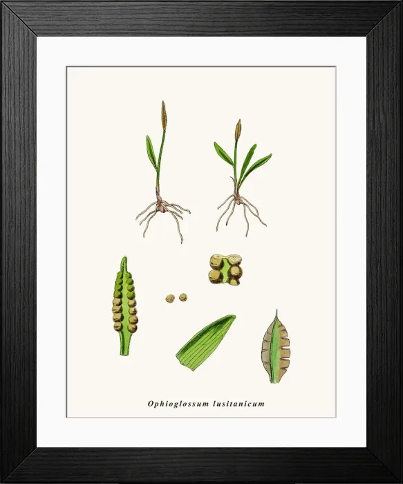 Framed Print : Adder s-tongue fern Framed Print : Adder s-tongue fern