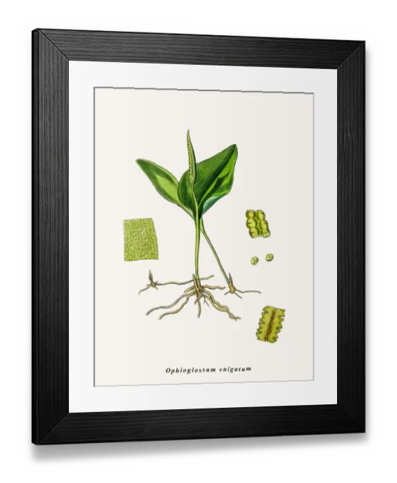 Framed Print : Adder s-tongue fern Framed Print : Adder s-tongue fern