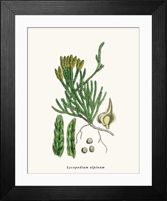 Framed Print : Ground pine plant Framed Print : Ground pine plant
