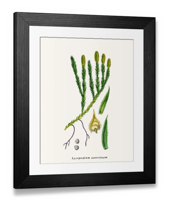 Framed Print : Ground pine plant Framed Print : Ground pine plant