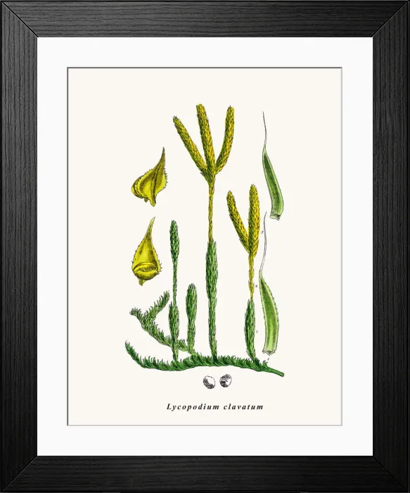 Framed Print : Ground pine plant Framed Print : Ground pine plant