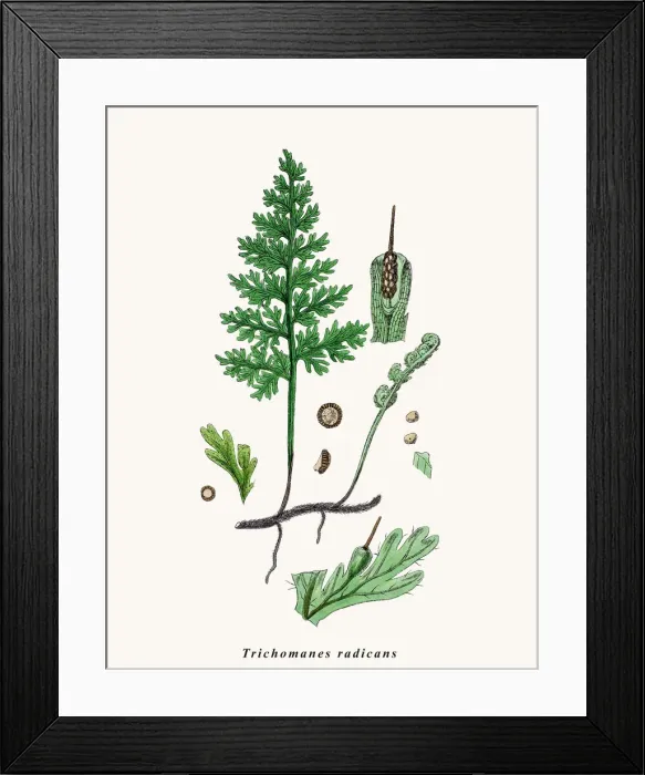 Framed Print : Bristle fern plant Framed Print : Bristle fern plant
