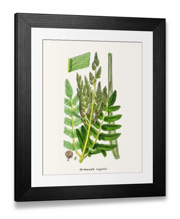 Framed Print : Royal fern plant Framed Print : Royal fern plant