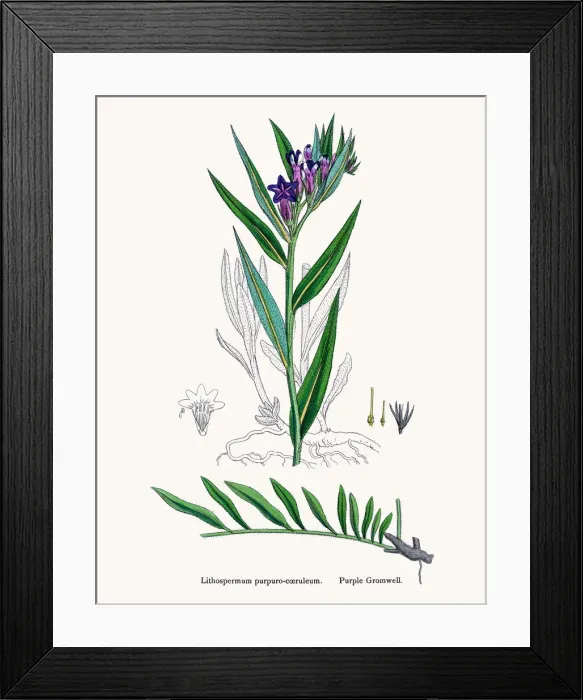 Framed Print : Gromwell flower Framed Print : Gromwell flower