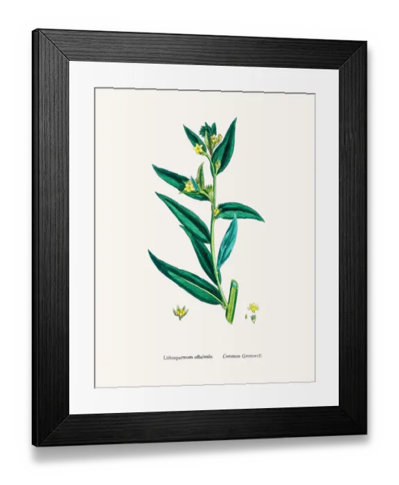 Framed Print : Gromwell flower Framed Print : Gromwell flower