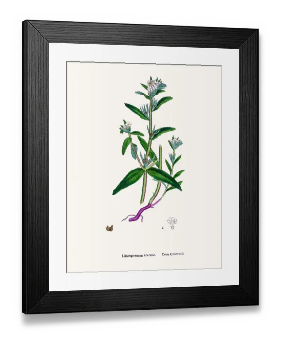 Framed Print : Gromwell flower Framed Print : Gromwell flower
