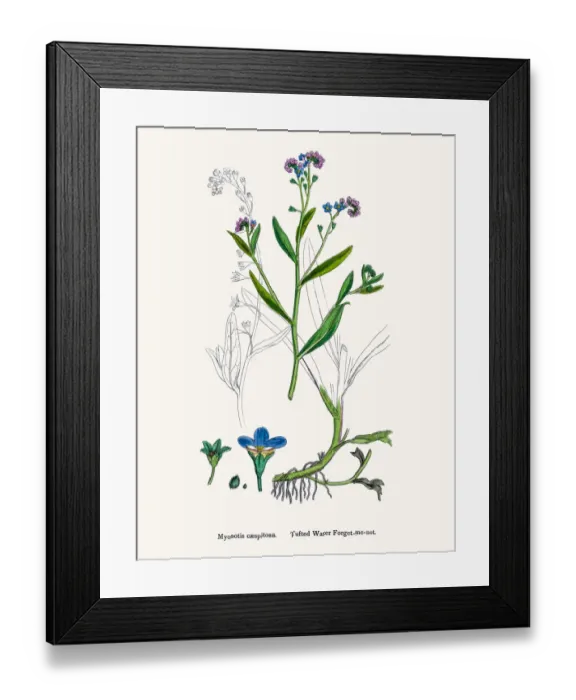 Framed Print : Forget-me-not flower Framed Print : Forget-me-not flower