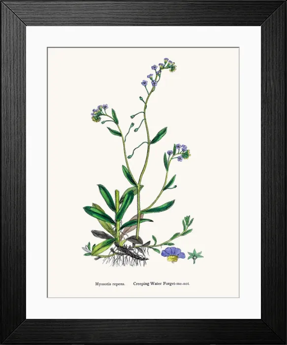 Framed Print : Forget-me-not flower Framed Print : Forget-me-not flower