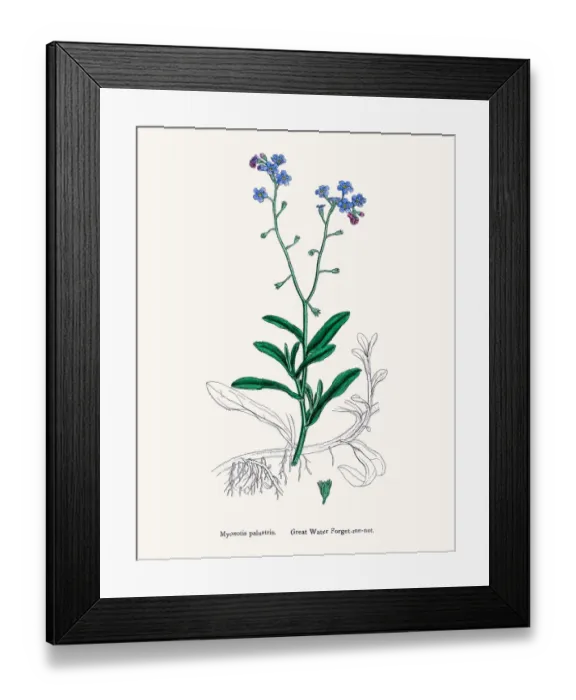 Framed Print : Forget-me-not flower