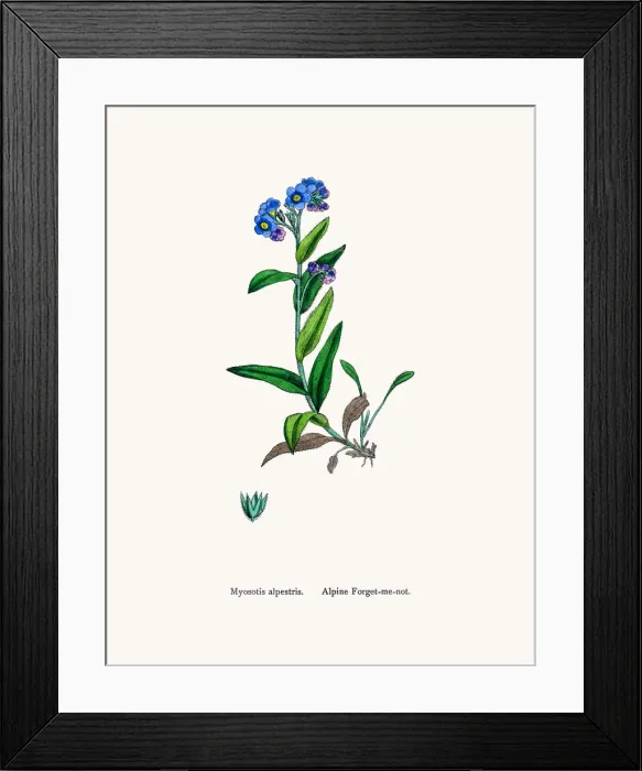 Framed Print : Forget-me-not flower Framed Print : Forget-me-not flower