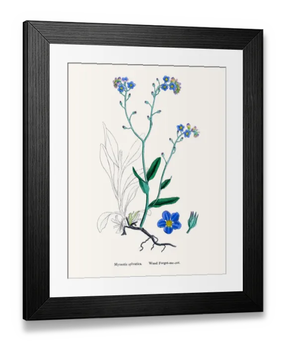 Framed Print : Forget-me-not flower Framed Print : Forget-me-not flower