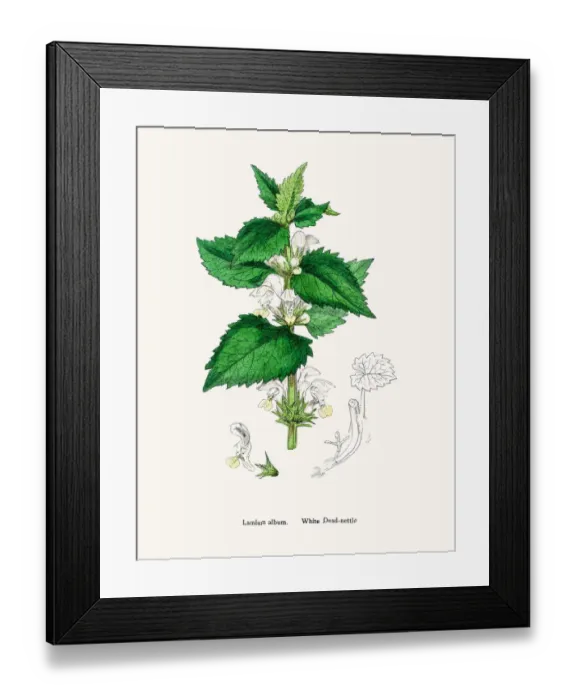 Framed Print : Dead nettle Framed Print : Dead nettle