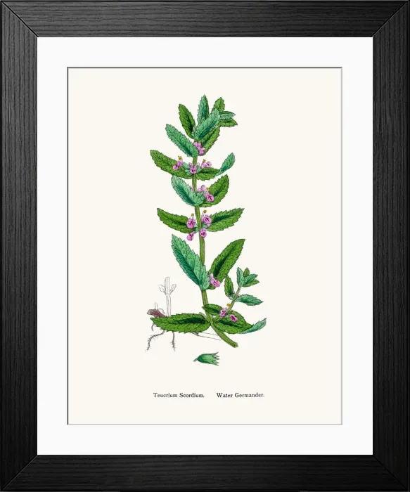 Framed Print : Germander flower plant Framed Print : Germander flower plant