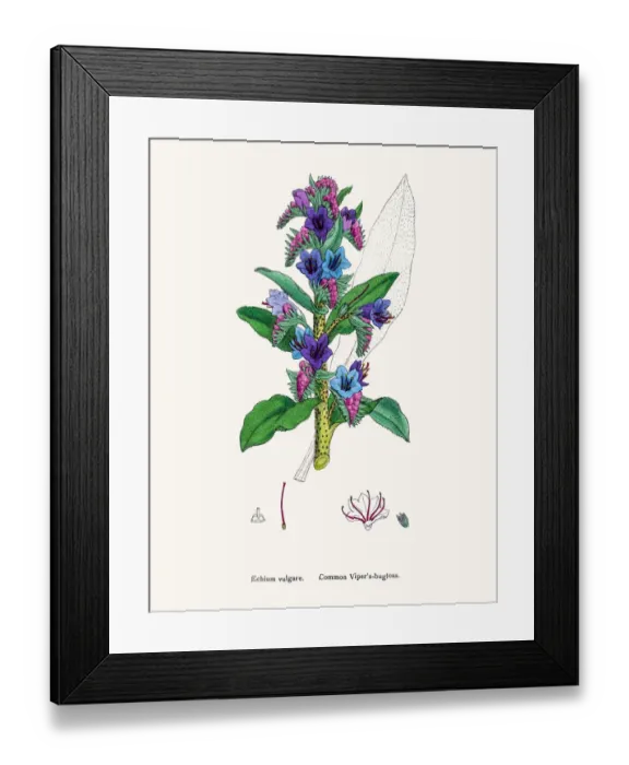 Framed Print : Vipers bugloss blueweed flower Framed Print : Vipers bugloss blueweed flower