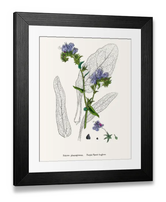 Framed Print : Vipers bugloss blueweed flower Framed Print : Vipers bugloss blueweed flower